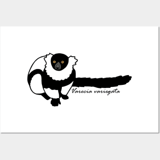 Kizzy B&W Ruffed Lemur w/ Sci name Posters and Art